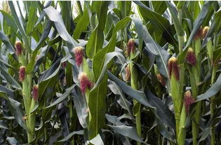 玉米控旺的最佳時機是何時 噴施化學調節劑控旺