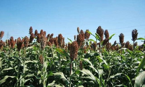 來自農(nóng)村的 假甘蔗 ,味道比甘蔗還甘甜,北方人的最愛