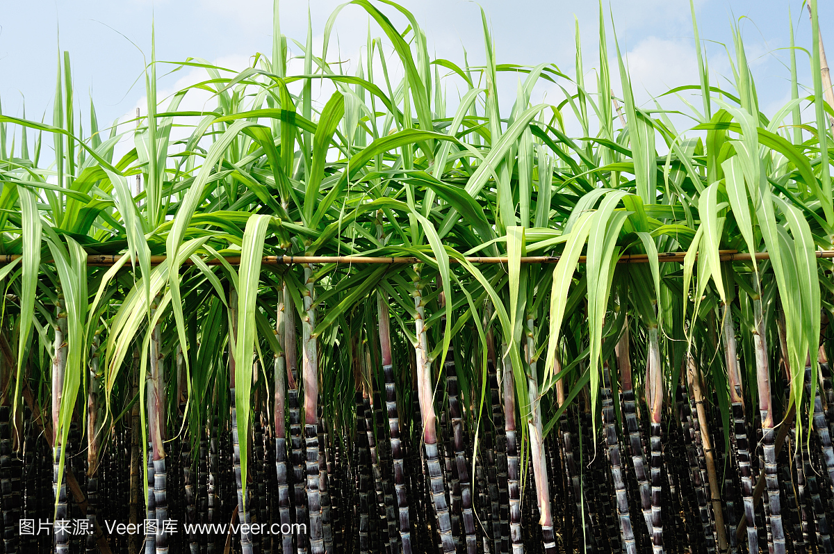 甘蔗和藍(lán)天