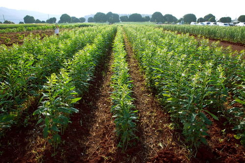 旱地適應(yīng)種那 些經(jīng)濟(jì)作物