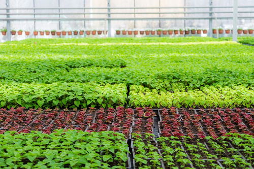 河姆渡人種植什么農作物